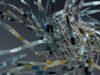 Revolutionizing Conversations: Unleashing the Power of OpenAI Chatbot Development revolutionizing conversations unleashing the power of openai chatbot development.jpg